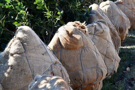 Professional Tree Planting: How to Choose, Place & Care for New Trees Thumbnail