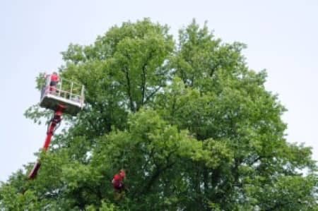 How You Can Benefit From Professional Tree Trimming