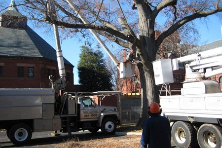 Interview Checklist for Short Pump Tree Removal