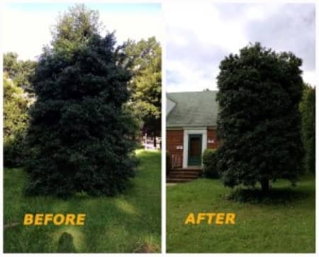 3 Benefits Of Tree Pruning In The Summer