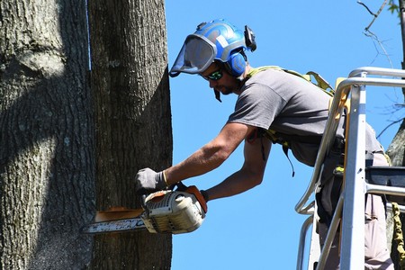 Trees Most Likely to Become Hazardous in Richmond Storm Season Thumbnail