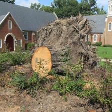 stump-grinding 2