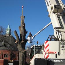 tree-removal 26