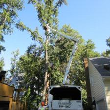 tree-removal 15