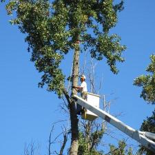 tree-removal 14