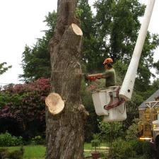 tree-removal 25