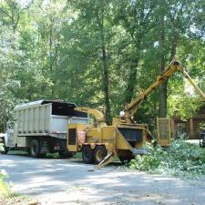 tree-removal 20