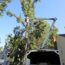 tree-removal 16