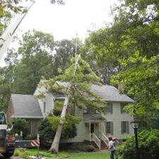 tree-removal 31