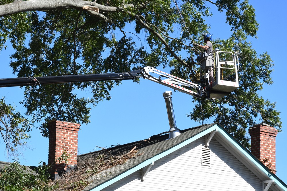 Hazardous Tree Removal in Richmond, VA Thumbnail