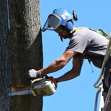 Hazardous-Tree-Removal-in-Richmond-VA 1