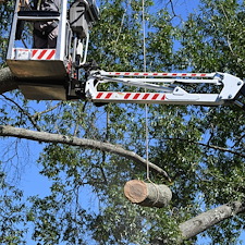 Hazardous-Tree-Removal-in-Richmond-VA 2