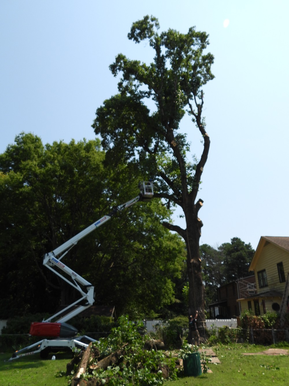 Precision Project of Removing Massive 100+ Year Old Tree in Richmond, VA Thumbnail