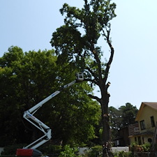 Precision-Project-of-Removing-Massive-100-Year-Old-Tree-in-Richmond-VA 0