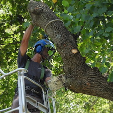 Precision-Project-of-Removing-Massive-100-Year-Old-Tree-in-Richmond-VA 1