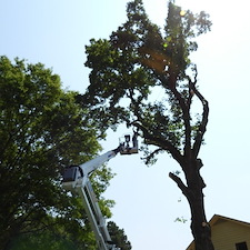 Precision-Project-of-Removing-Massive-100-Year-Old-Tree-in-Richmond-VA 2