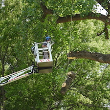 Precision-Project-of-Removing-Massive-100-Year-Old-Tree-in-Richmond-VA 3