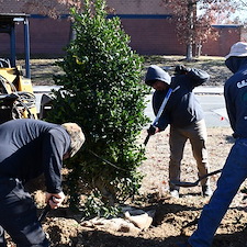 Professional-Tree-Planting-in-Chester-VA 1