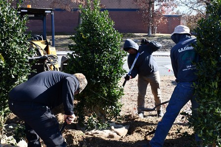 Tree Planting Thumbnail