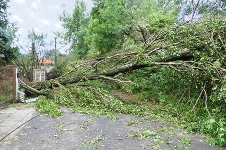 Tree Removal Thumbnail