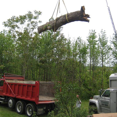 Tree Removal Banner Image